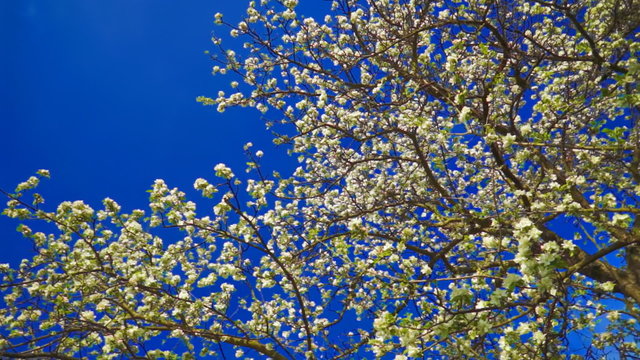 Apple flowers on deep blue sky background. FullHD 1080p.