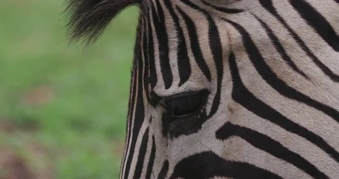 Tight shot of zebra's face while grazing