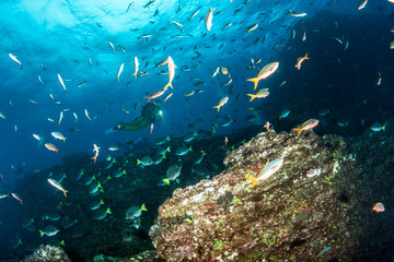 Fototapeta premium Fishes in Mexico