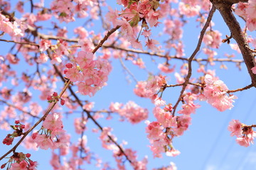 Kawazu Sakura