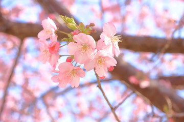 Kawazu Sakura