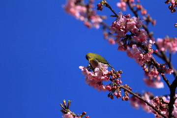 Japanese White-eye