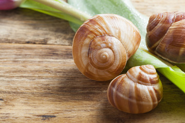 purple tulip spring concept on vintage tray and wooden table