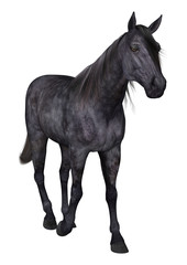 Obraz na płótnie Canvas Black Horse on White