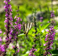  lepidóptero Papilio machaon