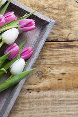 purple tulip spring concept on vintage tray and wooden table