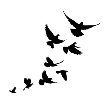 A flock of birds (pigeons) go up. Black silhouette on a white ba