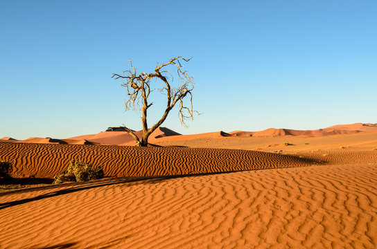 Sand dunes of the Namib