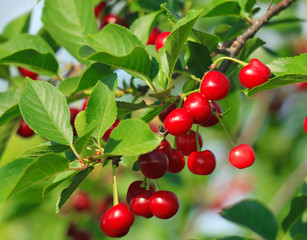 Fototapeta premium Cherry/Cherry tree in the sunny garden