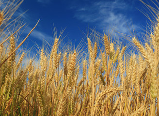 wheat closeup