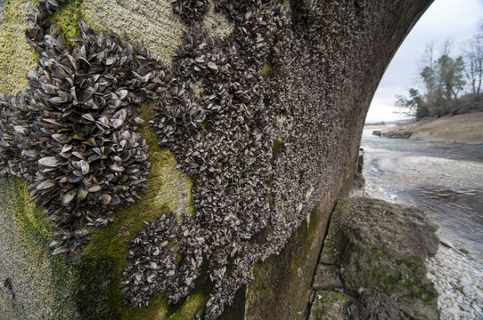 Mejill&oacute;n cebra, Dreissena polymorpha