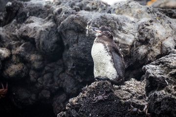 Galapagos Penguins(Spheniscus mendiculus) standing on a rock , Isabela
