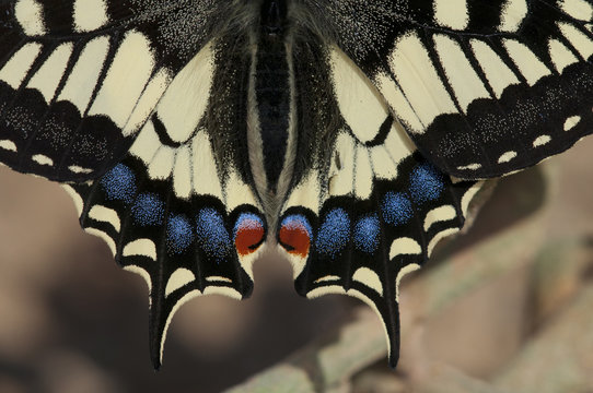 mariposa Papilio machaon