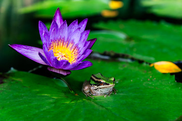 Close up lotus flower or water lily and frog  in pond