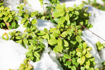 Lingonberry in snow