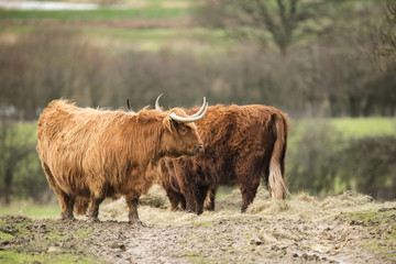 Beautiful Scottish Highland Cattle grazing in farm field