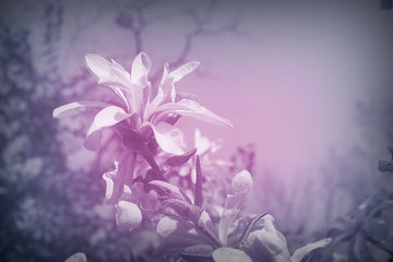 pink blurred background with a branch of magnolia