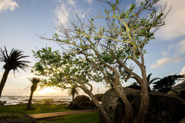 South African Landscape