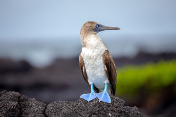 Blue-Footed Boobies on Grand Seymore Island, Galapagos Islands, Ecuador