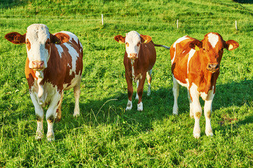 portrait of brown cow