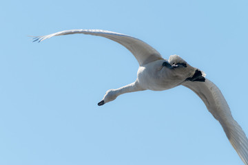 飛ぶ白鳥