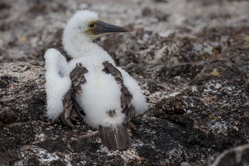 Baby Blue-Footed Boobies on Grand Seymore Island, Galapagos Islands, Ecuador