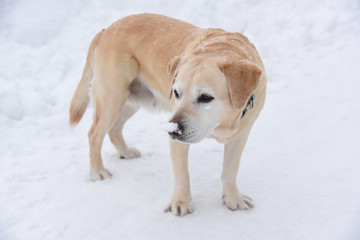 cane labrador cani cane su neve nevicata inverno cane da montagna soccorso piste 