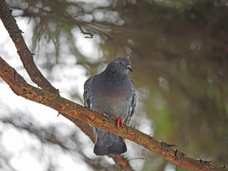 Dove on a branch in the forest