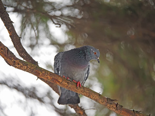 Dove on a branch in the forest