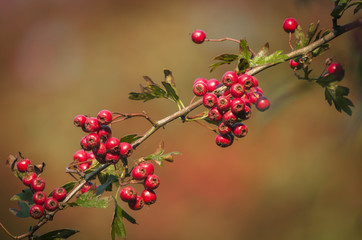 A close-up of Hawthorn, Crataegus monogyna, berries on the tree in autumn.