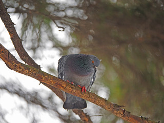 Dove on a branch in the forest