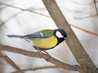 Tit in the forest