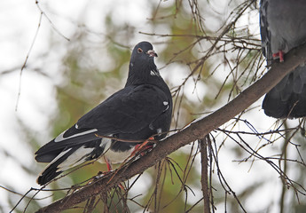Dove on a branch in the forest