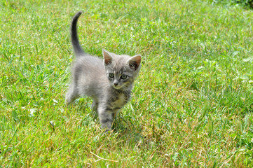 gray kitten walking on the green field