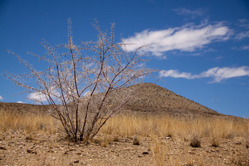 Fototapeta na wymiar Bush with Thorns in a Desert, Namibia.