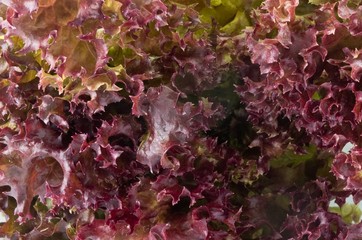 Close Up of Red Oak Leaves Lettuce Background