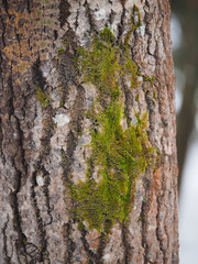 Obraz premium moss and lichen on a tree trunk