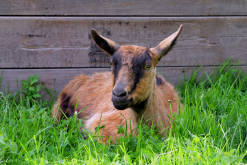 Thüringer Waldziege im Gras vor dem Stall