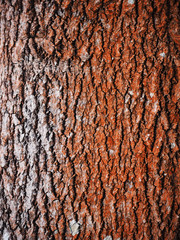 aspen bark. background