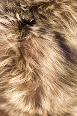 Fur. Concept and Style for Background