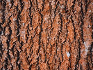 aspen bark. background