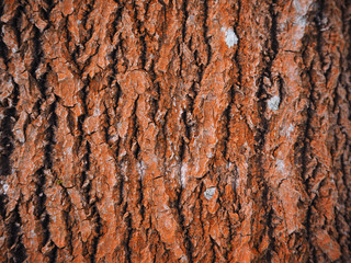aspen bark. background