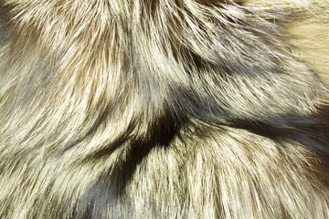 abstract fur background