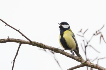 Close up view of great tit (Parus major)
