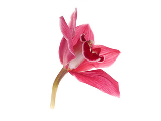 pink orchid on a white background