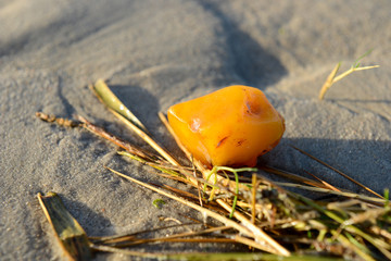 Yellow amber on the beach