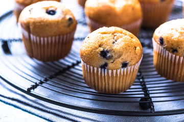 Homemade blueberry myffins on cooling tray