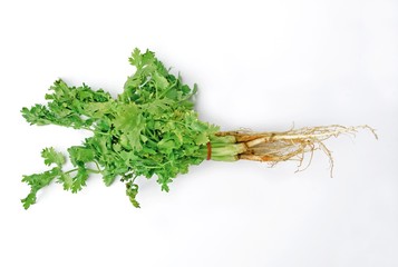 Fototapeta premium Bunch of fresh coriander leaves over white background