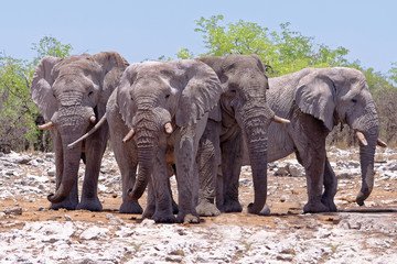 Elefantenherde, Etosha Nationalpark, Namibia