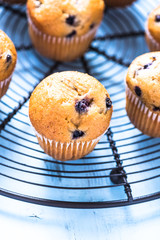 Homemade blueberry myffins on cooling tray